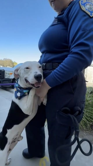 Illustration de l'article : Abandonné sans explication et ignoré lors d'un évènement d'adoption, un chien renoue avec le bonheur grâce à une vidéo