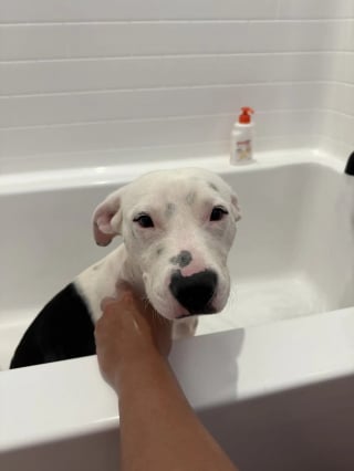 Illustration de l'article : Abandonné sans explication et ignoré lors d'un évènement d'adoption, un chien renoue avec le bonheur grâce à une vidéo
