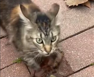 Illustration de l'article : "Vous avez tellement de chance de recevoir autant de cadeaux", cette chatte offre chaque jour des feuilles à sa maîtresse comme preuve d'amour (vidéo)
