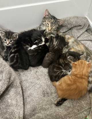 Illustration de l'article : Nourrie tous les jours par une jeune femme, cette chatte errante décide qu’il est temps de lui présenter ses chatons (vidéo)
