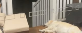 Illustration de l'article : Malgré la séparation de ses propriétaires, cette Golden Retriever attend son maître tous les jours devant la maison et nourrit l’espoir secret qu’il revienne (vidéo)