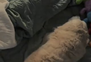 Illustration de l'article : Malgré la séparation de ses propriétaires, cette Golden Retriever attend son maître tous les jours devant la maison et nourrit l’espoir secret qu’il revienne (vidéo)