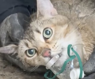 Illustration de l'article : "Il était raide, il ne bougeait pas", ce pompier sauve un chat des flammes et le ramène à la vie (vidéo)