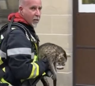 Illustration de l'article : "Il était raide, il ne bougeait pas", ce pompier sauve un chat des flammes et le ramène à la vie (vidéo)