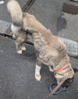 Illustration de l'article : "Il n’était pas du tout agressif", ce chien abandonné sans nourriture et seul dans un appartement accueille ses sauveteurs avec douceur