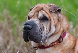 Illustration de l'article : L'association PETA attaque en justice l'American Kennel Club pour des standards de races jugés dangereux