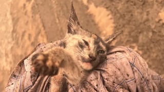 Illustration de l'article : Un miaulement désespéré guide une mère et sa fille vers un chaton piégé après une crue dévastatrice
