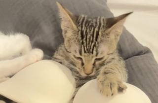Illustration de l'article : "J'ai regardé ça un million de fois", 3 chats curieux sont filmés en plein braquage de soutien-gorge (vidéo)