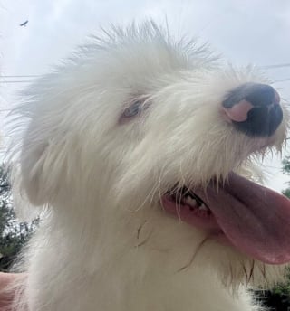 Illustration de l'article : "Il n’est pas responsable d’être né ainsi", ce chiot sourd et partiellement aveugle abandonné sur l'autoroute attend juste d’être aimé (vidéo)