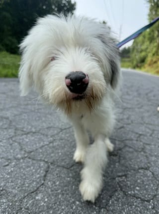 Illustration de l'article : "Il n’est pas responsable d’être né ainsi", ce chiot sourd et partiellement aveugle abandonné sur l'autoroute attend juste d’être aimé (vidéo)