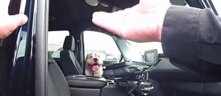 Illustration de l'article : Un chien perdu s’installe dans une voiture de patrouille, le policier surpris et amusé part à la recherche de sa famille (vidéo)