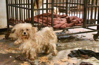 Illustration de l'article : "Dès qu’on franchit la porte, les yeux brûlent", l’enfer découvert derrière une maison abritant 110 chiens 
