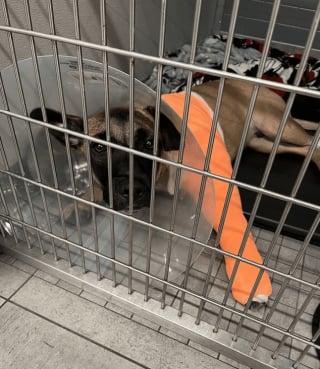 Illustration de l'article : Un homme retrouve son chien après que ce dernier a été percuté par une voiture 
