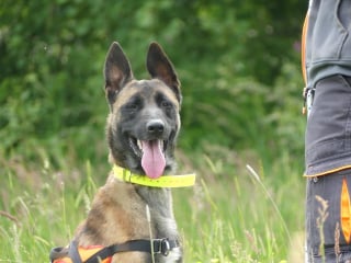 Illustration de l'article : Sauvée par des gendarmes, une chienne quitte sa vie de négligence pour intégrer une brigade cynophile 