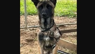 Illustration de l'article : Sauvée par des gendarmes, une chienne quitte sa vie de négligence pour intégrer une brigade cynophile 