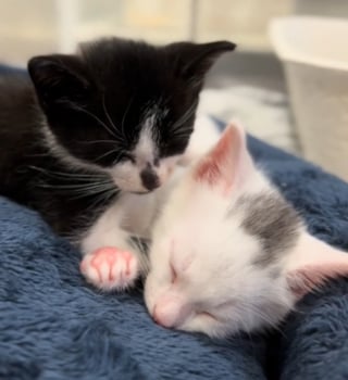 Illustration de l'article : Un chat endosse tendrement le rôle de papa de substitution en rencontrant les 2 chatons orphelins accueillis par sa propriétaire (vidéo)