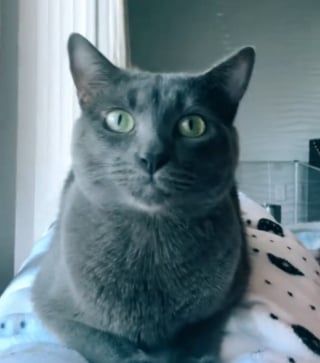 Illustration de l'article : Un chat endosse tendrement le rôle de papa de substitution en rencontrant les 2 chatons orphelins accueillis par sa propriétaire (vidéo)