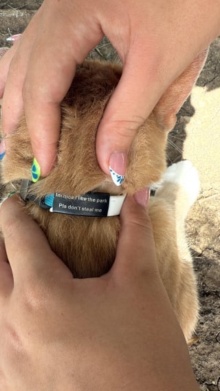 Illustration de l'article : "Je suis gentil, ne me volez pas”, un chat s’approche d’une femme dans un parc et découvre une drôle de note accrochée sur son collier