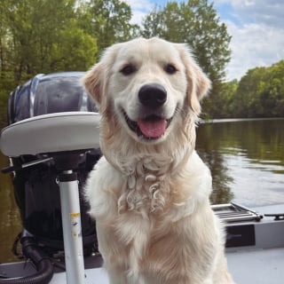 Illustration de l'article : Ce chien boude depuis son retour à la maison après avoir passé les meilleures vacances de sa vie au bord d'un lac (vidéo)