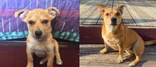 Illustration de l'article : Utilisée comme appât dans des combats canins, cette chienne terrifiée renaît grâce à l'amour de sa sauveuse