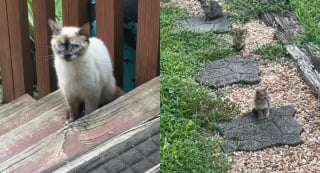 Illustration de l'article : Une femme nourrit quotidiennement une chatte errante qui revient un matin avec une adorable famille (vidéo)