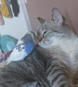 Illustration de l'article : Un chat et une perruche deviennent d'inséparables amis malgré leurs différences (vidéo)