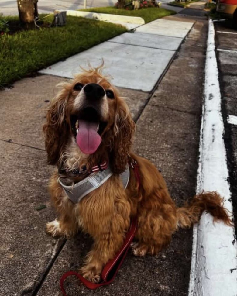 Illustration de l'article : Grâce à une bonne samaritaine ce Cocker forcé de vivre dehors en permanence prend enfin un nouveau départ (vidéo)