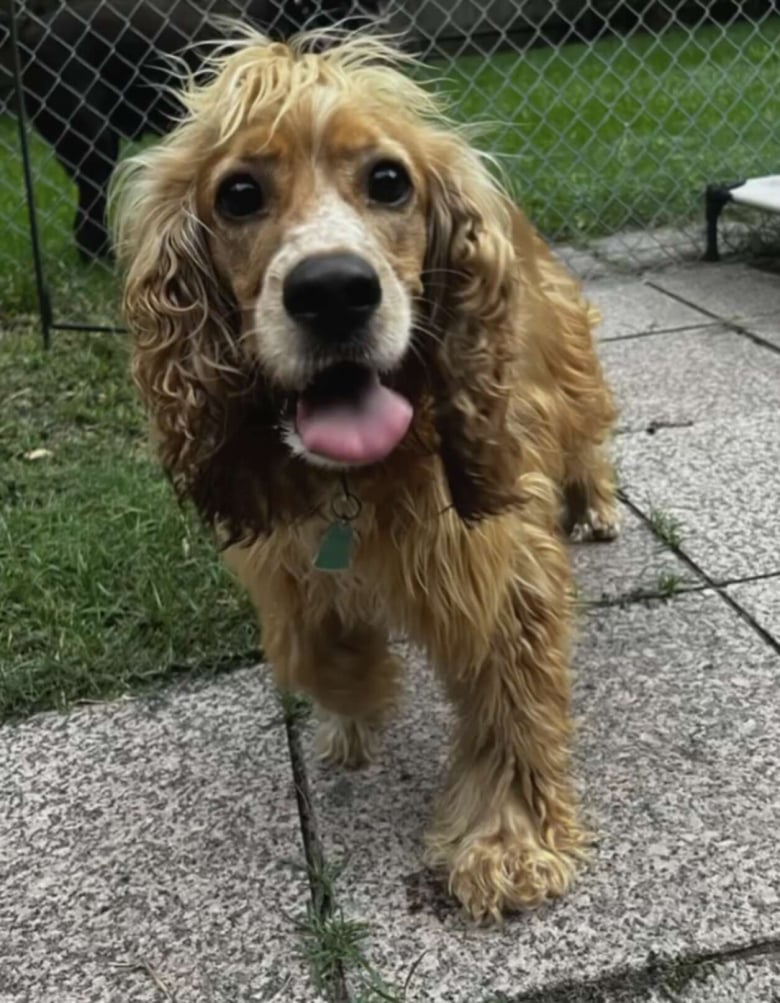 Illustration de l'article : Grâce à une bonne samaritaine ce Cocker forcé de vivre dehors en permanence prend enfin un nouveau départ (vidéo)