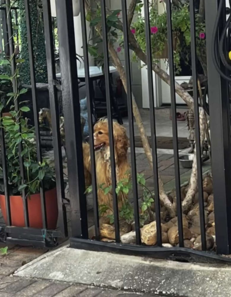 Illustration de l'article : Grâce à une bonne samaritaine ce Cocker forcé de vivre dehors en permanence prend enfin un nouveau départ (vidéo)