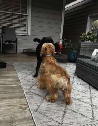Illustration de l'article : Elle se lie d'amitié avec un chien contraint de vivre dehors en permanence malgré les fortes chaleurs, et lui promet une vie meilleure