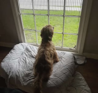 Illustration de l'article : Elle se lie d'amitié avec un chien contraint de vivre dehors en permanence malgré les fortes chaleurs, et lui promet une vie meilleure