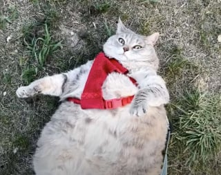 Illustration de l'article : "C’est la première fois de sa vie qu’elle se sent bien", une chatte errante perd 9 kilos et commence enfin à vivre pleinement sa vie