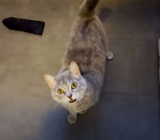 Illustration de l'article : "C’est la première fois de sa vie qu’elle se sent bien", une chatte errante perd 9 kilos et commence enfin à vivre pleinement sa vie