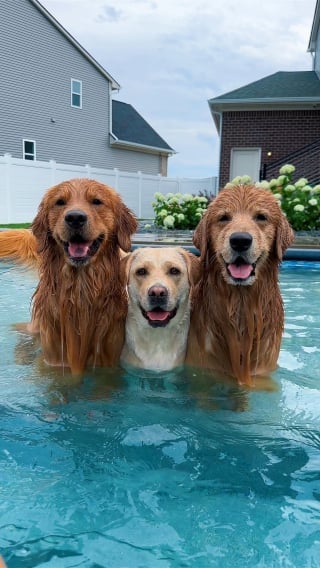 Illustration de l'article : En comprenant qu’ils vont aller se baigner, ces 2 chiens amoureux de la piscine peinent à contenir leur joie (vidéo)