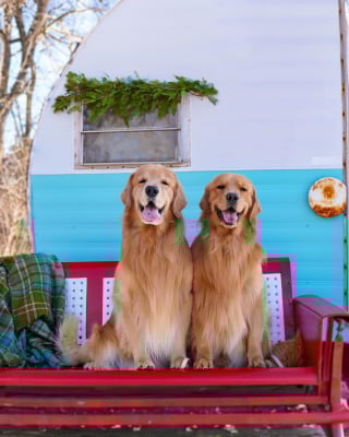 Illustration de l'article : En comprenant qu’ils vont aller se baigner, ces 2 chiens amoureux de la piscine peinent à contenir leur joie (vidéo)