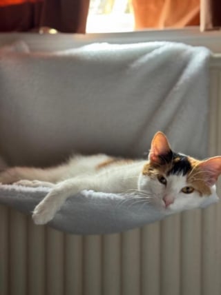Illustration de l'article : Ils n'avaient que quelques heures, des vétérinaires réalisent une césarienne rare pour sauver une chatte et son petit