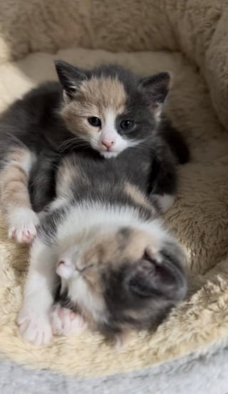 Illustration de l'article : Ils n'avaient que quelques heures, des vétérinaires réalisent une césarienne rare pour sauver une chatte et son petit