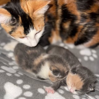 Illustration de l'article : Ils n'avaient que quelques heures, des vétérinaires réalisent une césarienne rare pour sauver une chatte et son petit