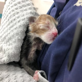 Illustration de l'article : Ils n'avaient que quelques heures, des vétérinaires réalisent une césarienne rare pour sauver une chatte et son petit