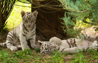 Illustration de l'article : Une chienne devient la mère de 2 jeunes tigres blancs abandonnés