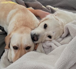 Illustration de l'article : Une chienne audacieuse s’incruste sur une photo de groupe et rend le moment iconique (vidéo) 