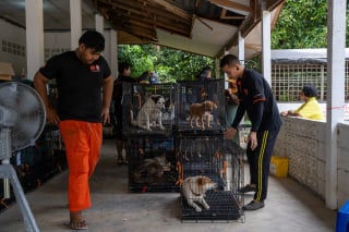 Illustration de l'article : "Nous espérons que notre programme servira d'exemple", après 23 ans d'efforts, une association a éradiqué la rage de Phuket grâce aux chiens errants