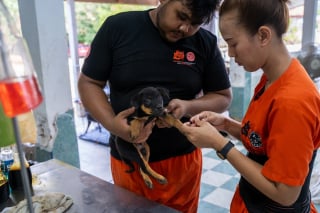 Illustration de l'article : "Nous espérons que notre programme servira d'exemple", après 23 ans d'efforts, une association a éradiqué la rage de Phuket grâce aux chiens errants