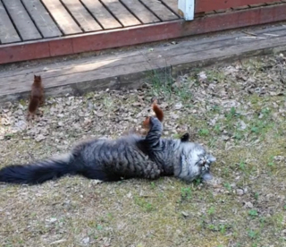 Illustration de l'article : Harcelé par 3 bébés écureuils, ce chat se laisse totalement faire et tente même de jouer avec eux (vidéo)