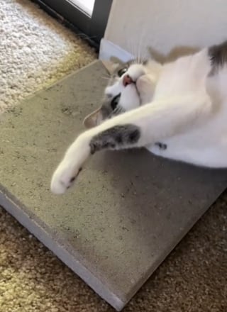 Illustration de l'article : Ces 2 chats snobant leurs confortables paniers pour un bloc de béton illustrent parfaitement la logique féline (vidéo)
