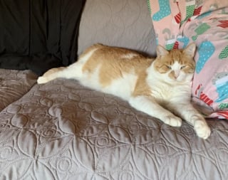 Illustration de l'article : Inquiet pour les chats errants du quartier, ce couple décide de fabriquer des abris confortables pour leur permettre de passer les jours froids en sécurité (vidéo)