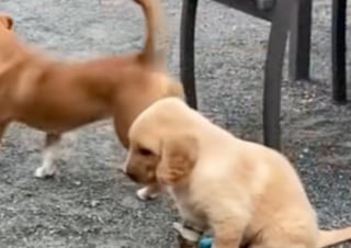 Illustration de l'article : Ce chiot de 7 semaines contourne tous les pronostics après avoir été mordu accidentellement par un chien adulte (vidéo)