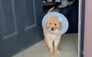 Illustration de l'article : Ce chiot de 7 semaines contourne tous les pronostics après avoir été mordu accidentellement par un chien adulte (vidéo)