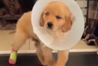 Illustration de l'article : Ce chiot de 7 semaines contourne tous les pronostics après avoir été mordu accidentellement par un chien adulte (vidéo)