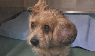 Illustration de l'article : "Une bosse plus lourde qu’un sac de sucre", une tumeur de 700 grammes retirée de la tête de ce chien abandonné au refuge